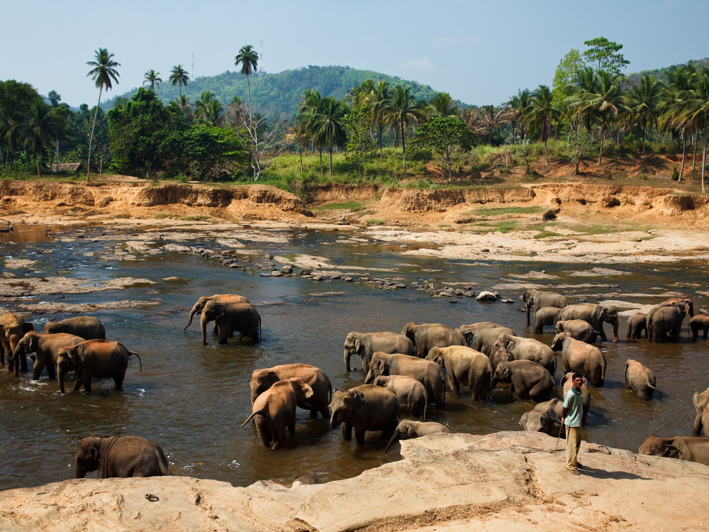 Olifanten in water Sri Lanka - Undiscovered.nl