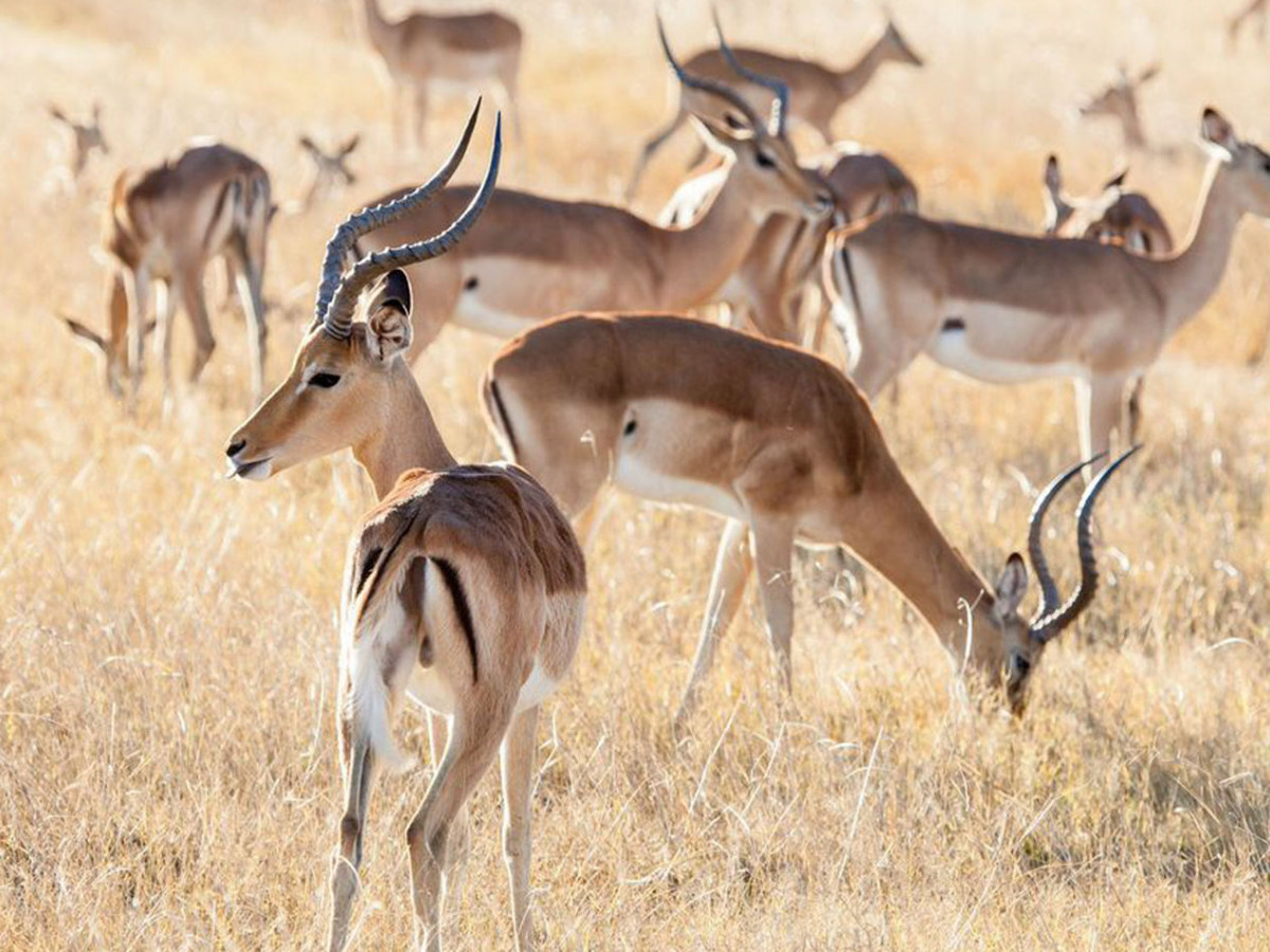 Wildleven in Botswana - Undiscovered.nl