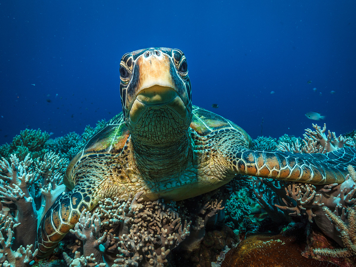 zeeschildpad Negros filipijnen - Undiscovered.nl
