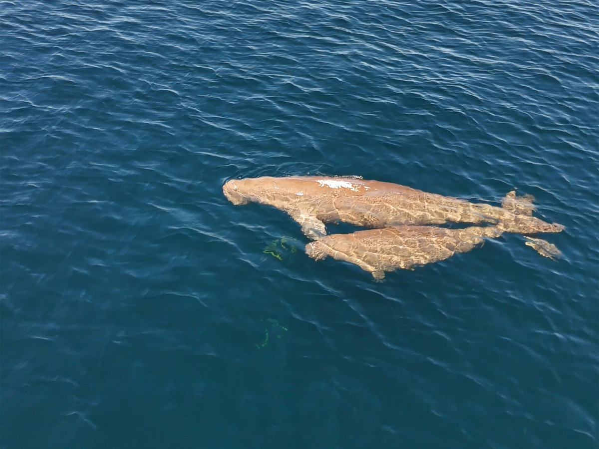 Dugongs in Raja Ampat, Iris Uijttewaal - Undiscovered.nl