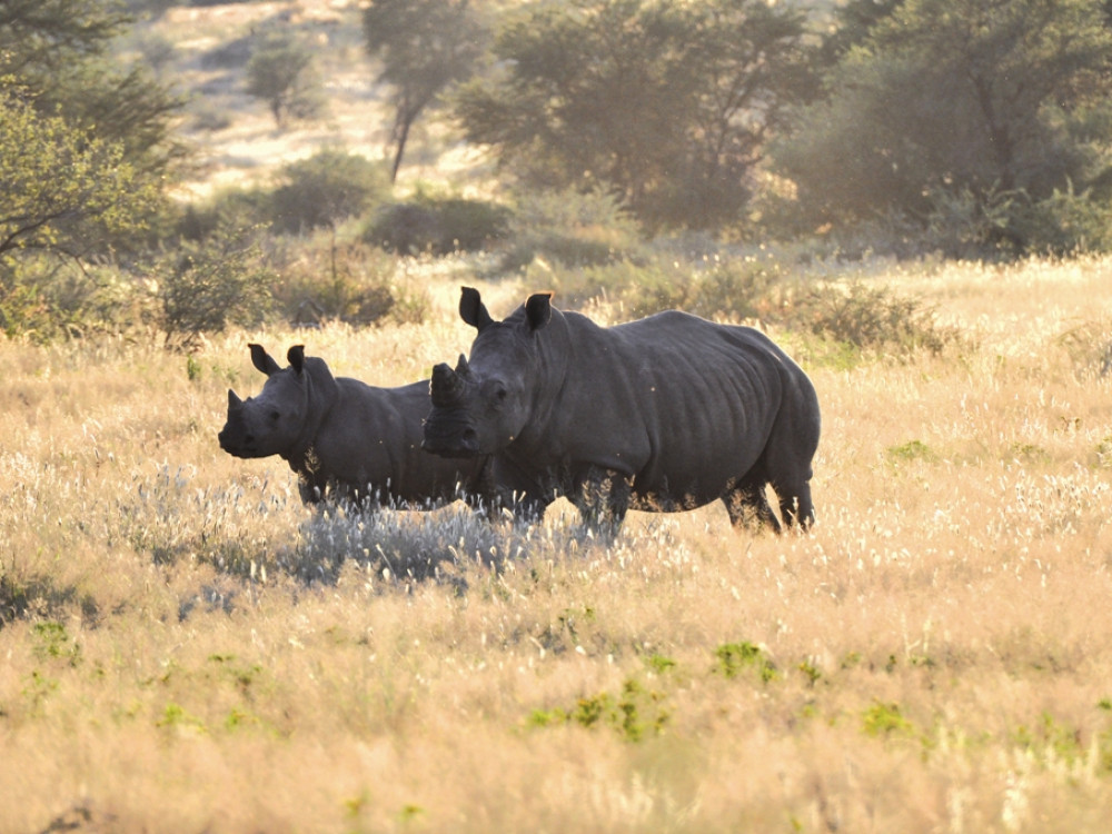 Neushoorns in Namibië - Undiscovered.nl