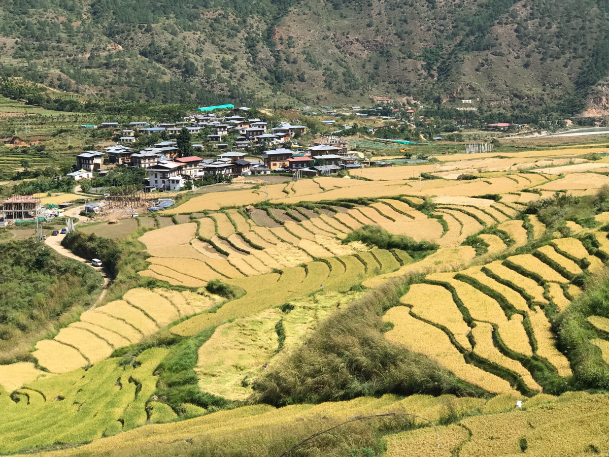 Rijstvelden in Bhutan - Undiscovered.nl