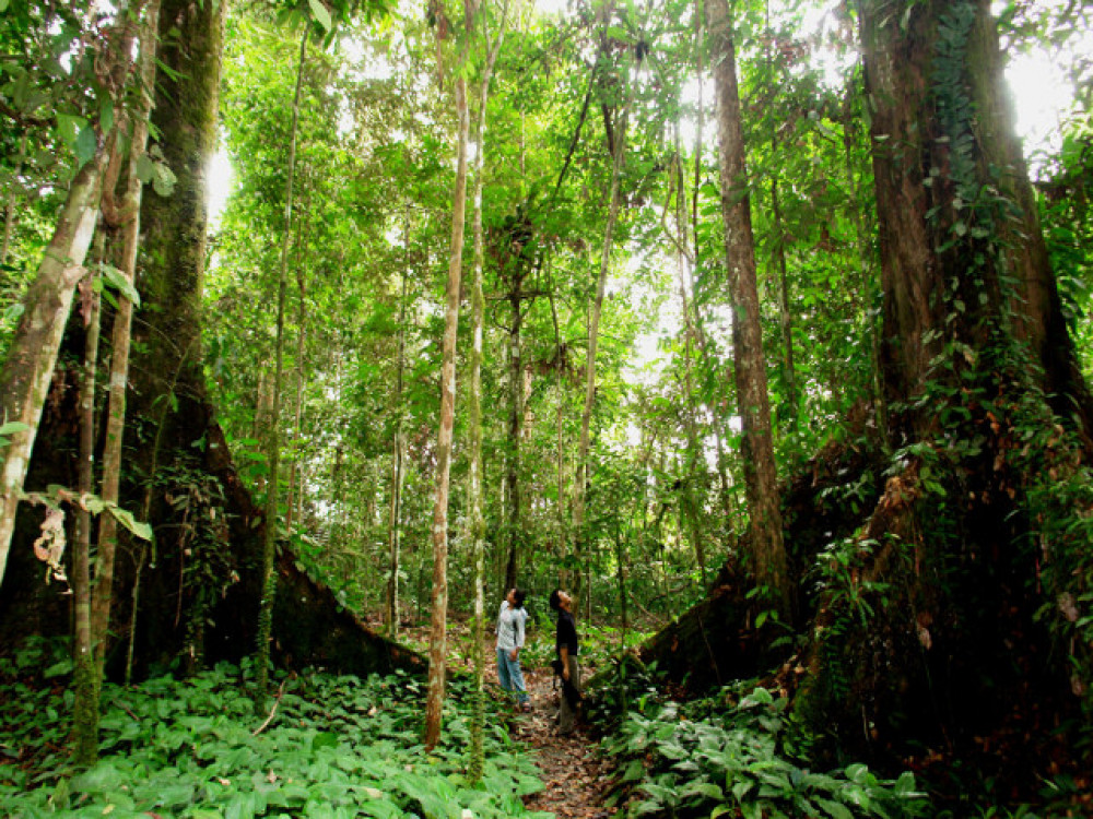 Borneo Danum Valley - Undiscovered.nl