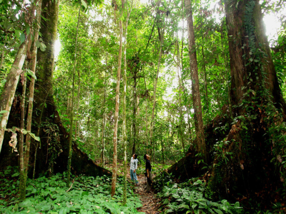 Borneo Danum Valley - Undiscovered.nl