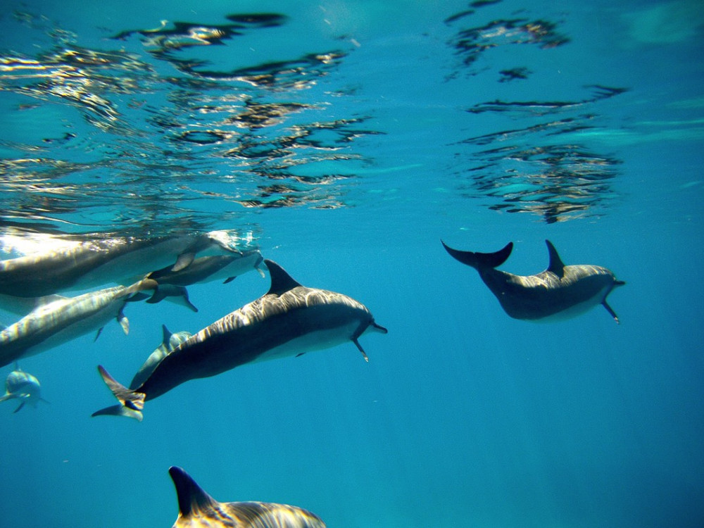 Dolfijnen bij Nosy Be, Madagascar - Undiscovered.nl