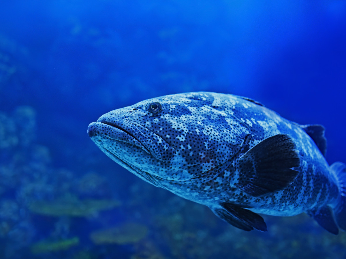 Reuzen tandbaars - Undiscovered.nl