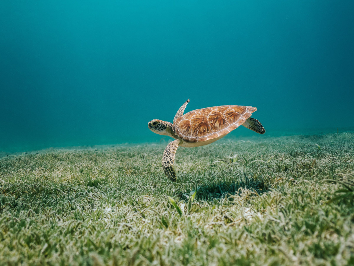 Zeeschildpad - Undiscovered.nl