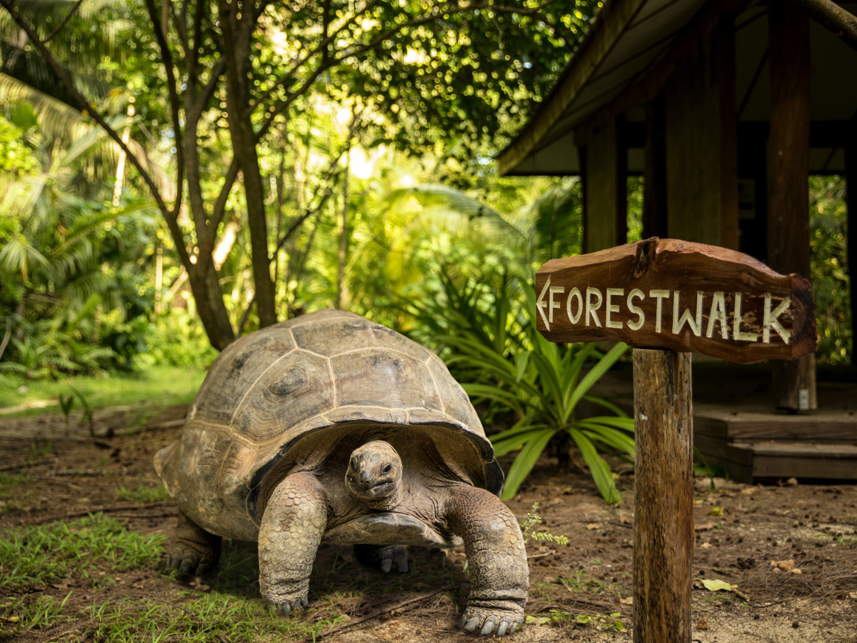 Denis Island Seychellen - Undiscovered.nl