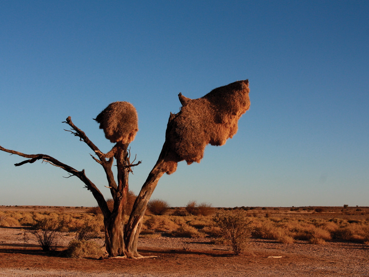 Desert Tree, Namibië - Undiscovered.nl