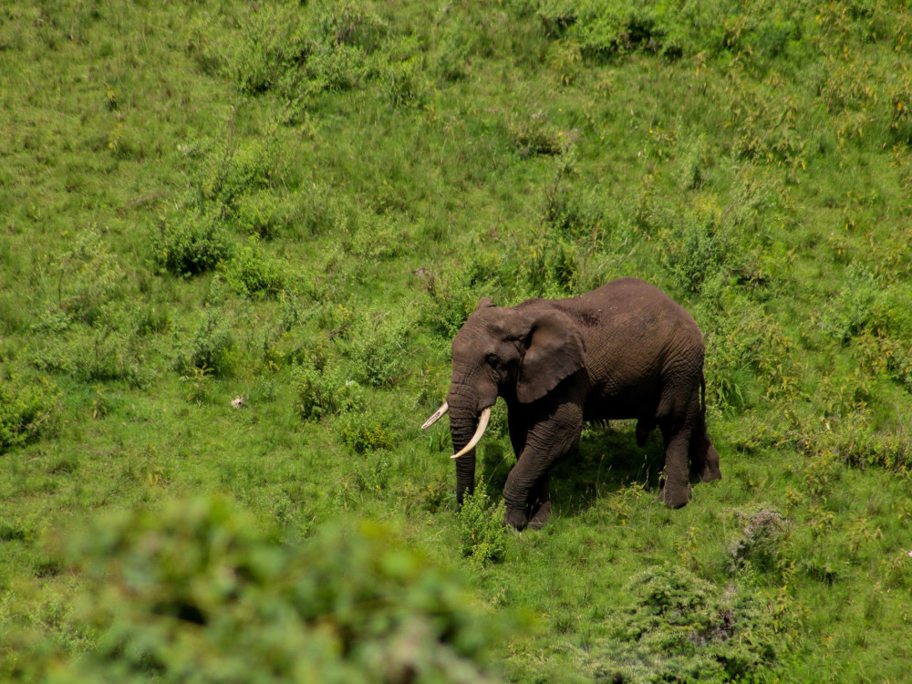 Serengeti Tanzania - Undiscovered.nl
