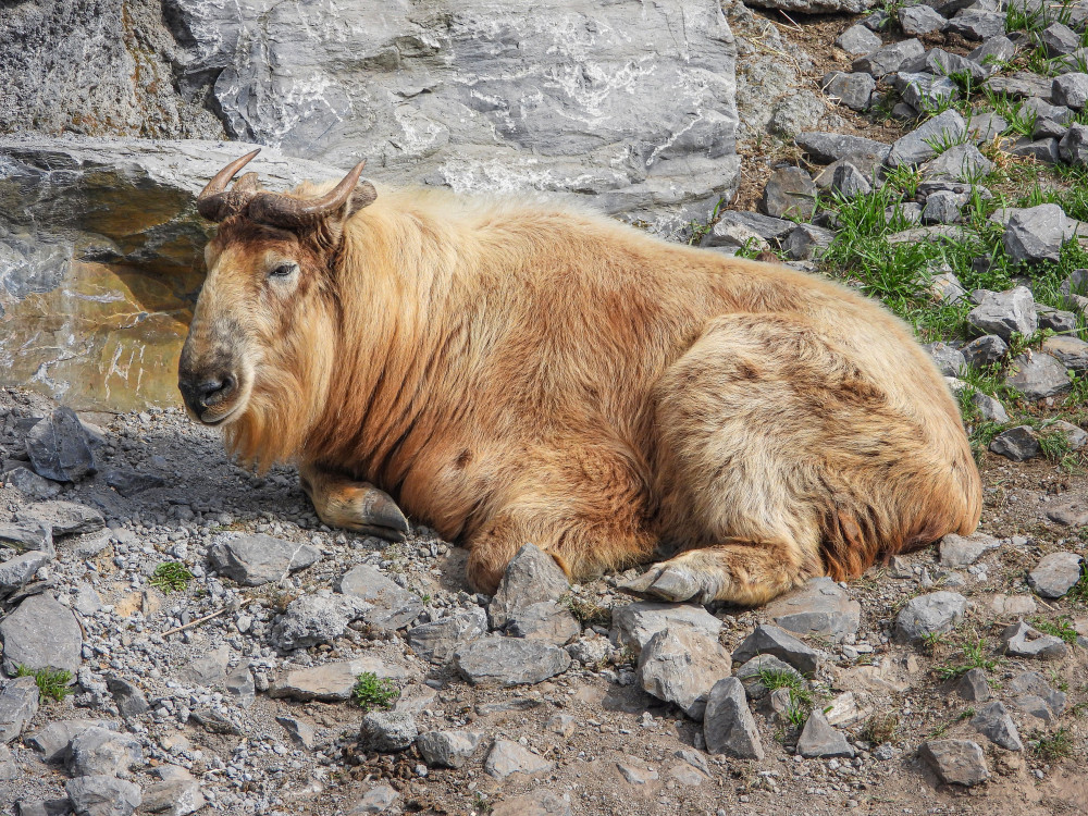 Takin in Bhutan - Undiscovered.nl