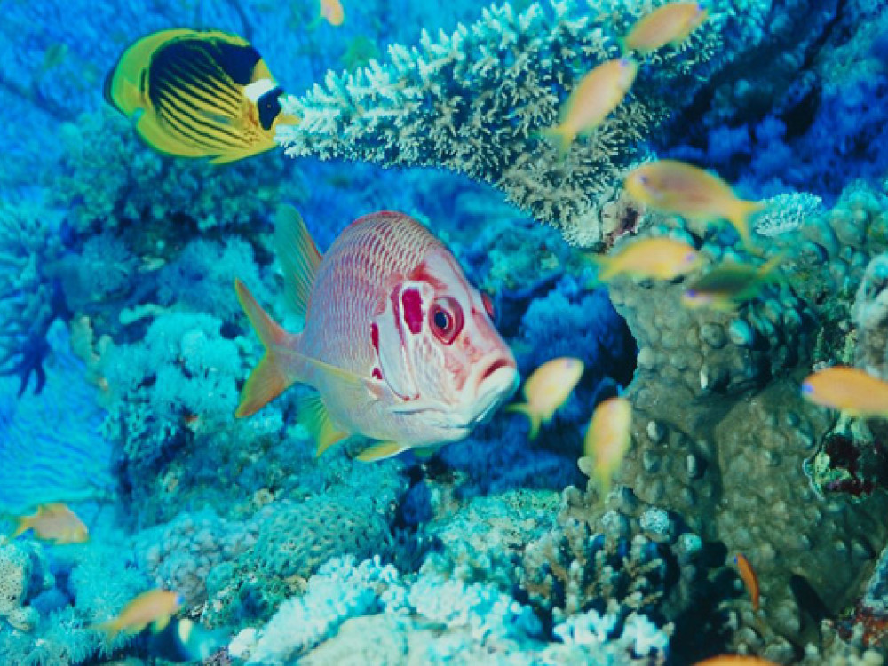 Duiken in Belize - Undiscovered.nl