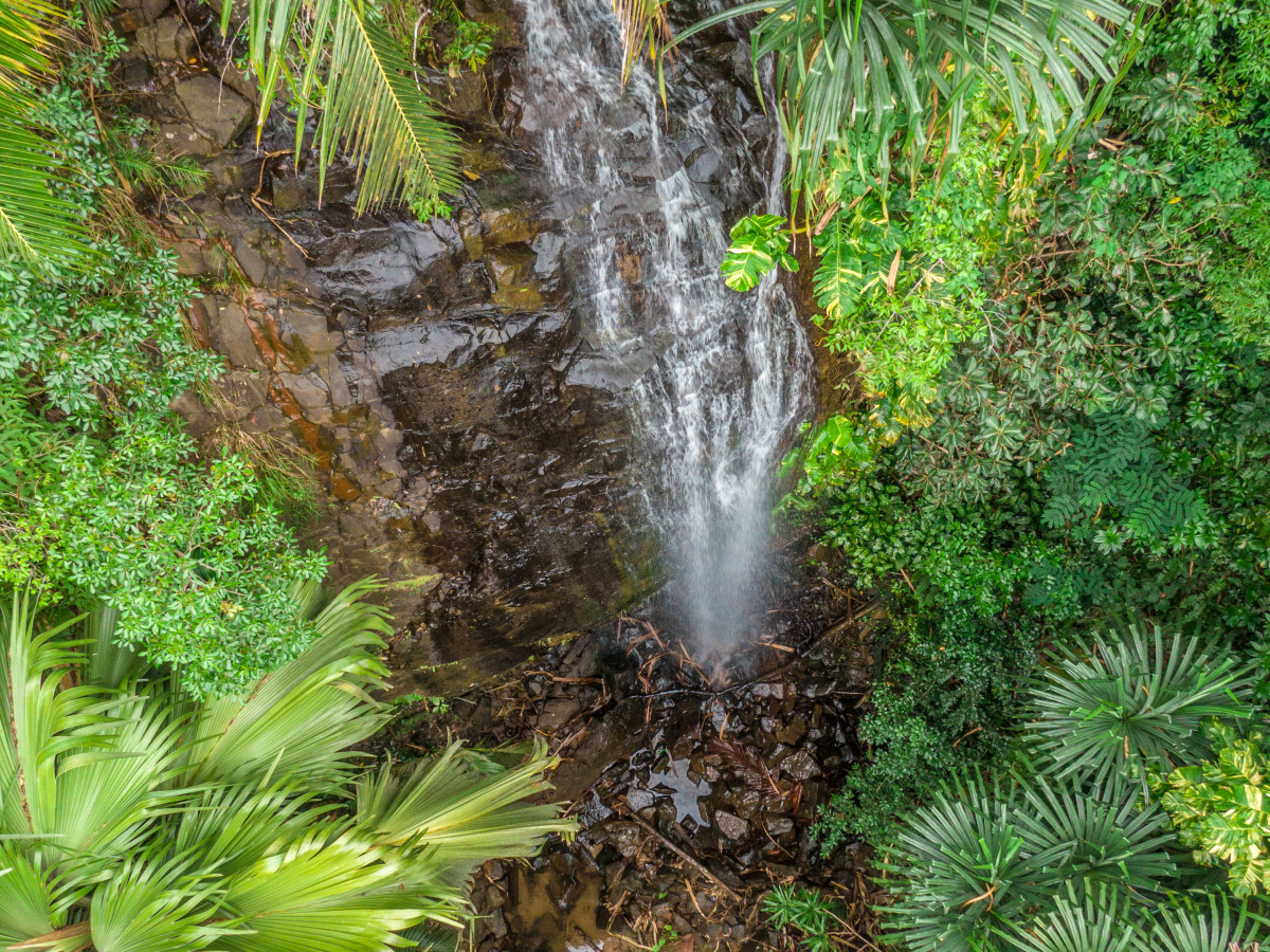 Vallée de Mai Praslin Seychellen - Undiscovered.nl