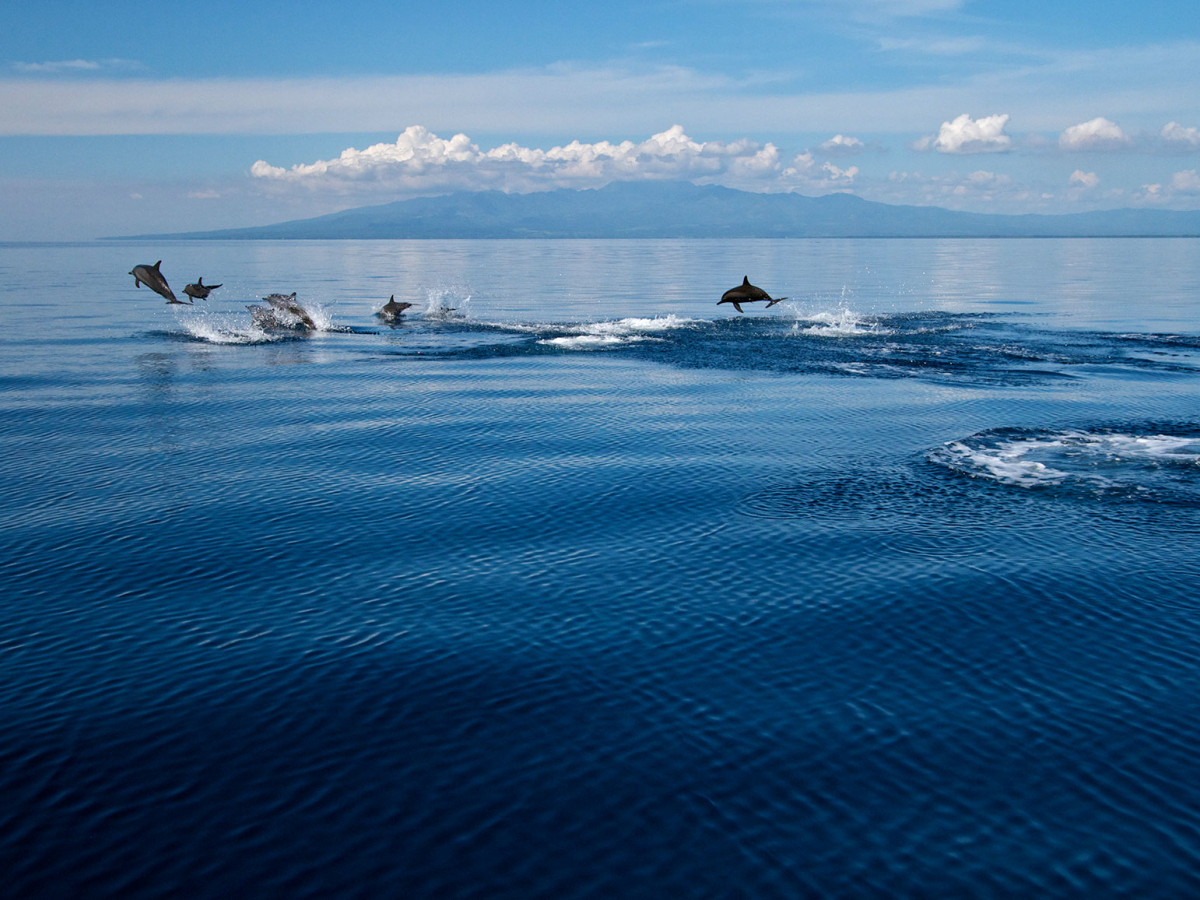 dolfijnen zee filipijnen - Undiscovered.nl