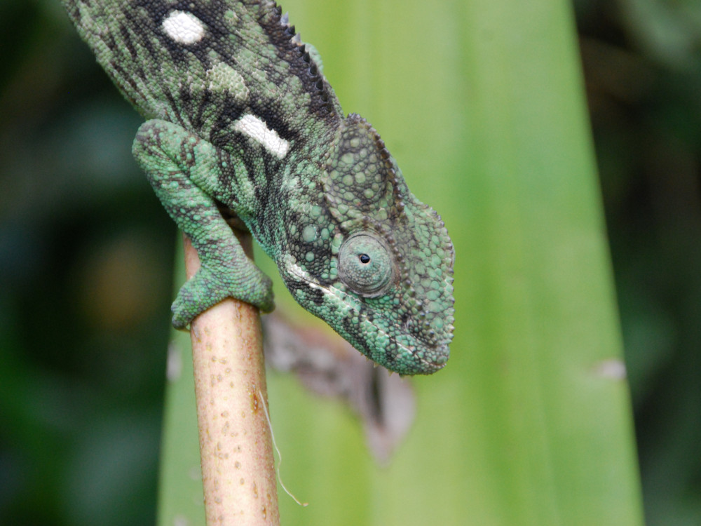 Dieren in Madagascar - Undiscovered.nl