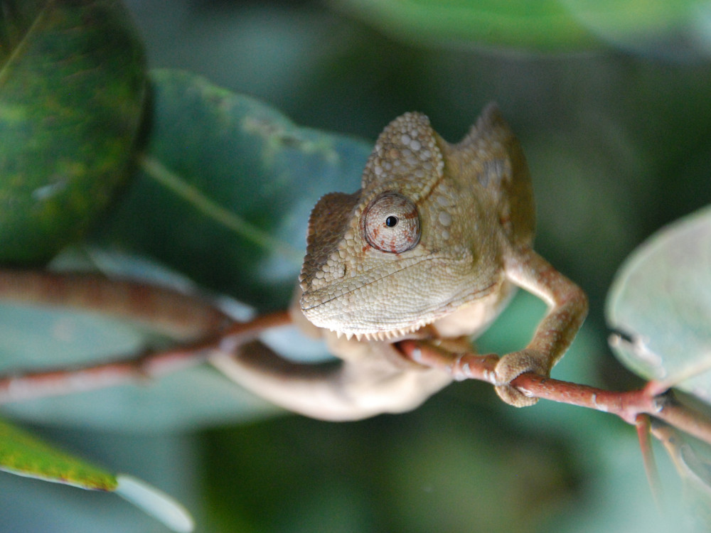 Dieren in Madagascar - Undiscovered.nl