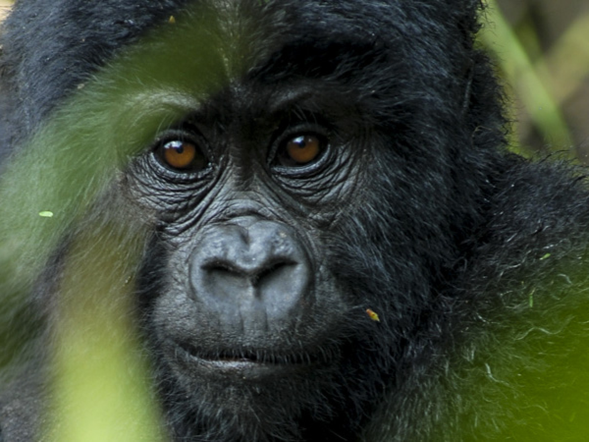 Gorilla in het wild - Undiscovered.nl