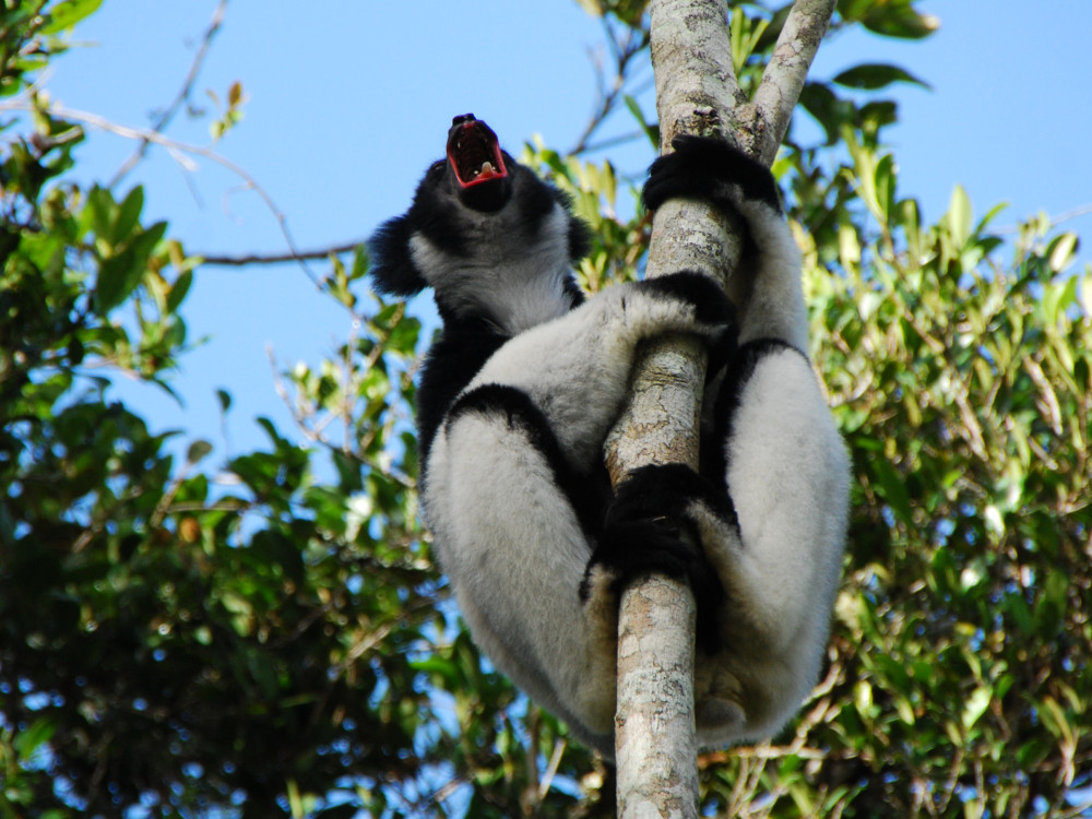 Indri in Madagascar - Undiscovered.nl