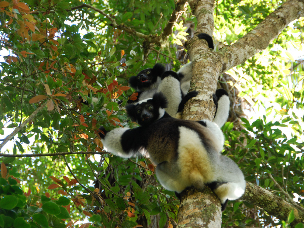 Indri in Madagascar - Undiscovered.nl