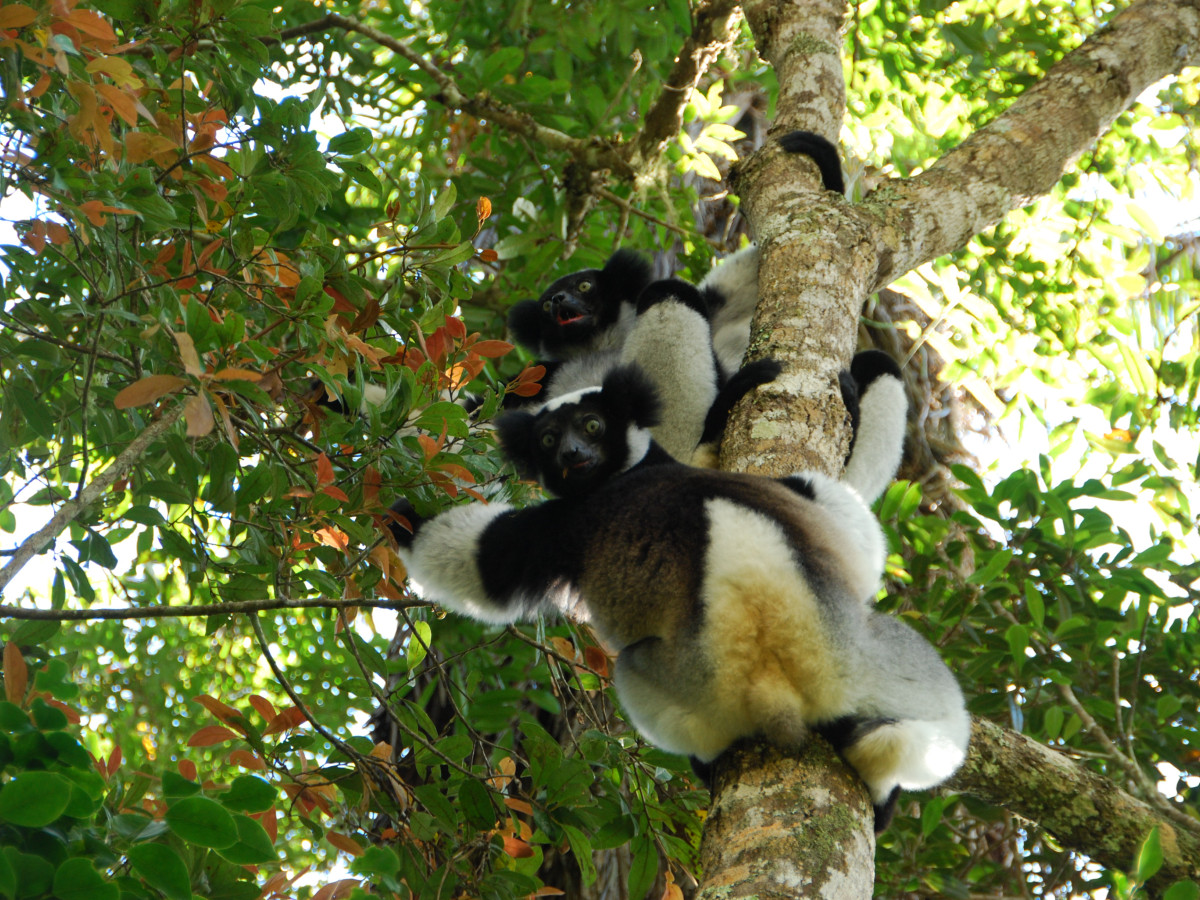 Indri in Madagascar - Undiscovered.nl