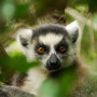 Lemur in Madagascar - Undiscovered.nl