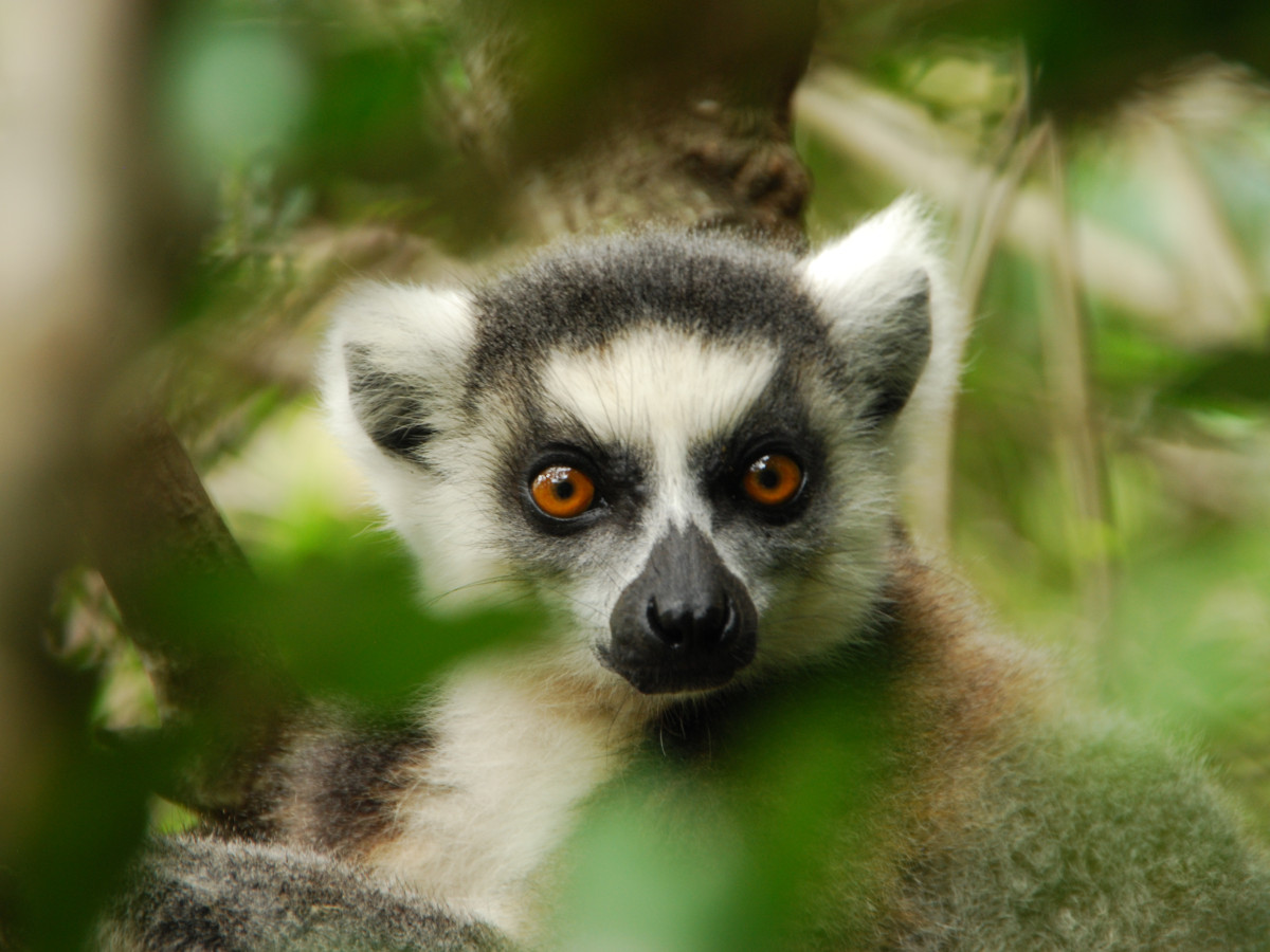 Lemur in Madagascar - Undiscovered.nl