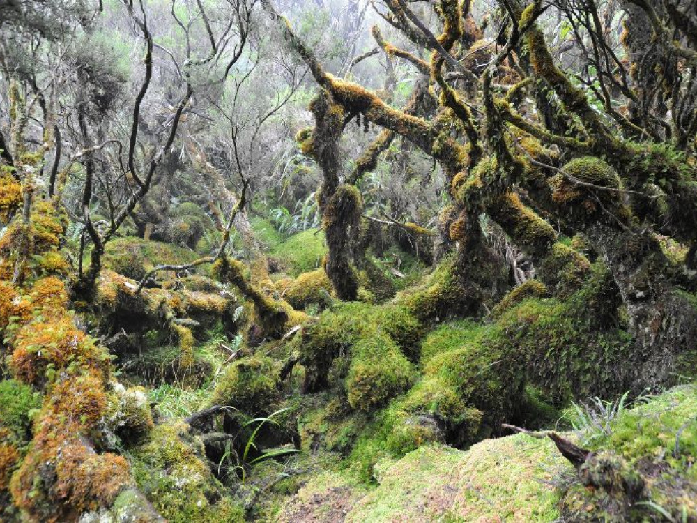Natuurgebied in Réunion - Undiscovered.nl