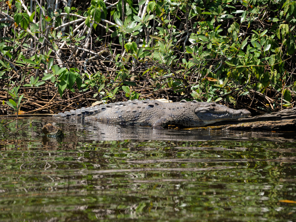 Krokodil in Belize - Undiscovered.nl