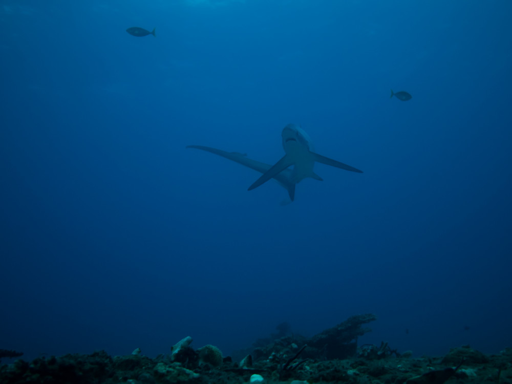 Tresher Shark - Undiscovered.nl