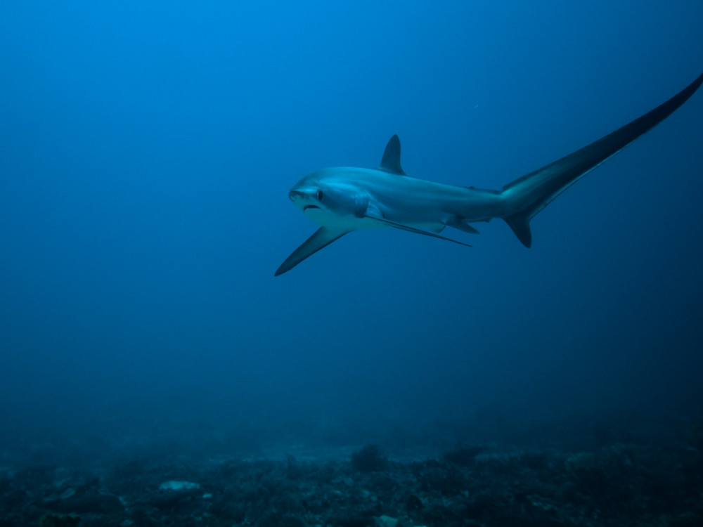 Tresher Shark - Undiscovered.nl