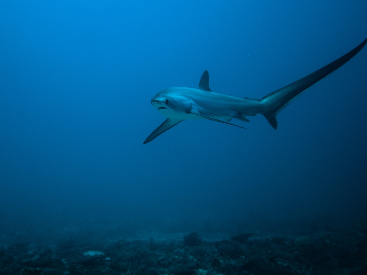 Tresher Shark - Undiscovered.nl