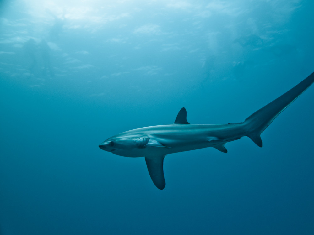 Tresher Shark - Undiscovered.nl