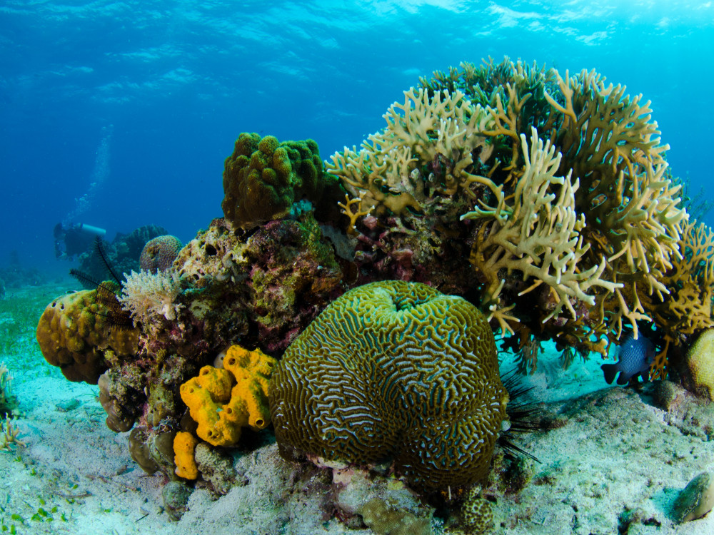 Koraal - Undiscovered.nl