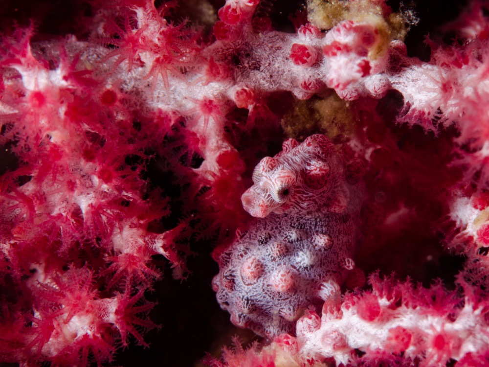 Pygmee zeepaardje - Undiscovered.nl