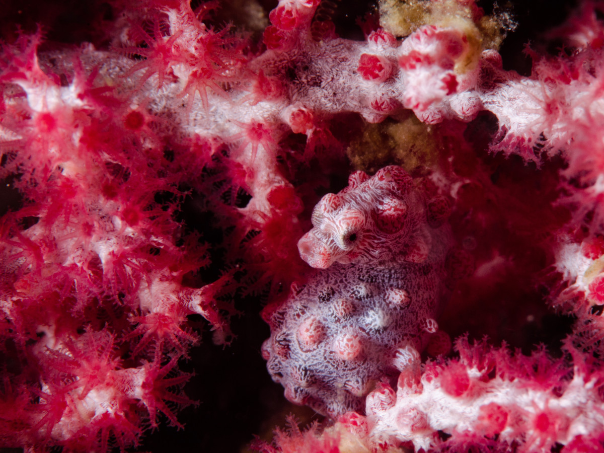 Pygmee zeepaardje - Undiscovered.nl