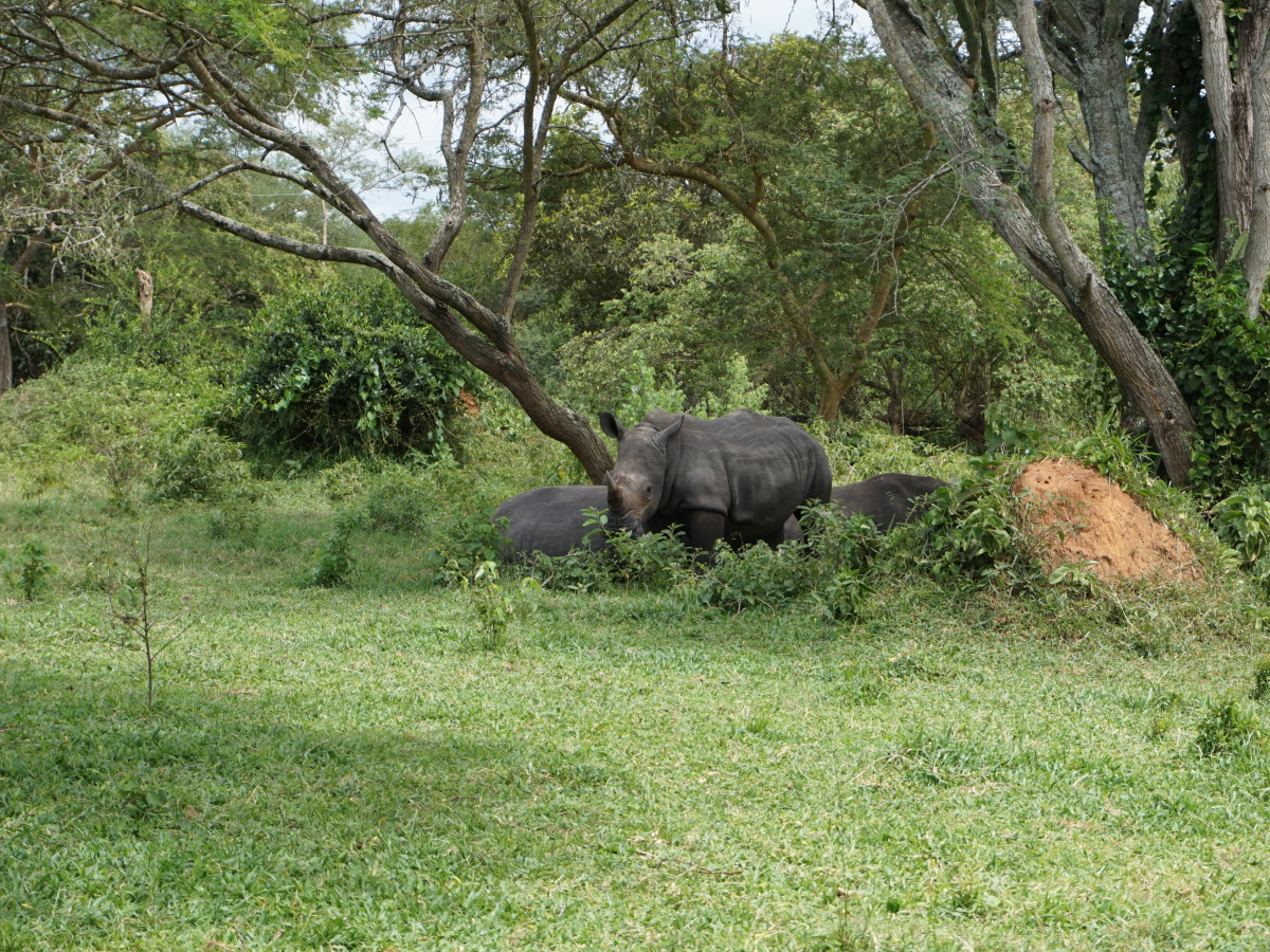 Ziwa Rhino Sanctuary Oeganda - Undiscovered.nl