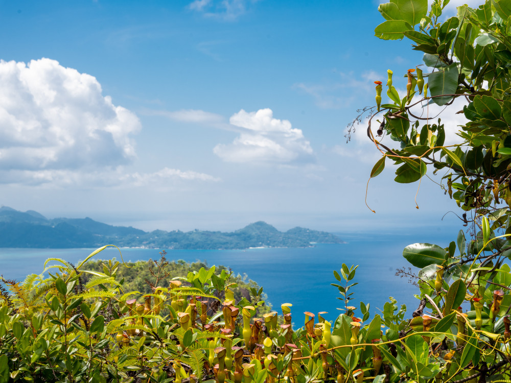 Morne Seychellois National Park Mahé Seychellen - Undiscovered.nl