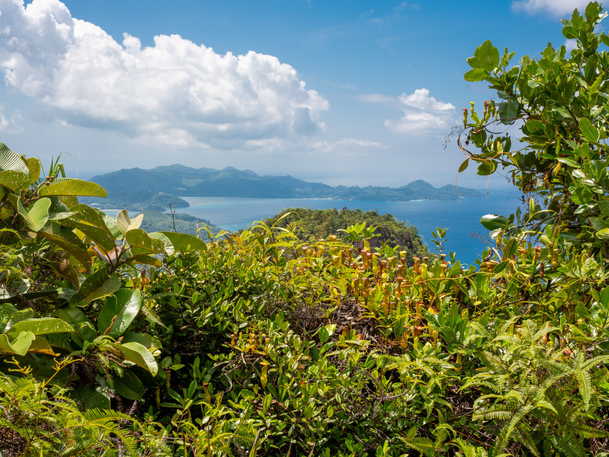 Morne Blanc Mahé Seychellen - Undiscovered.nl