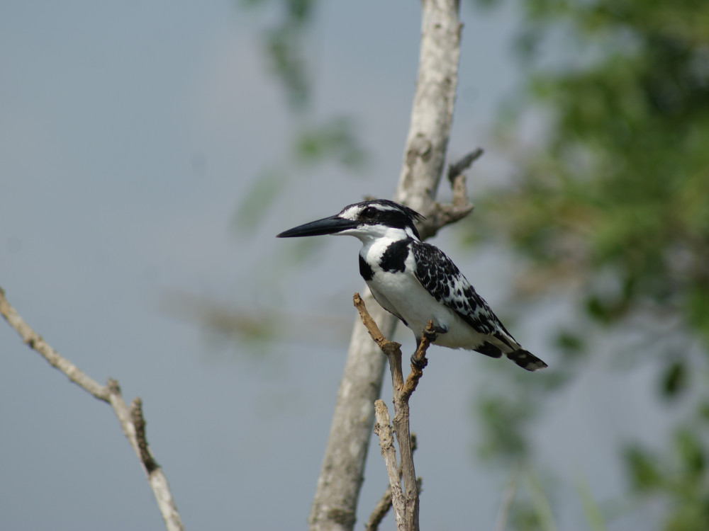Vogel in Oeganda - Undiscovered.nl