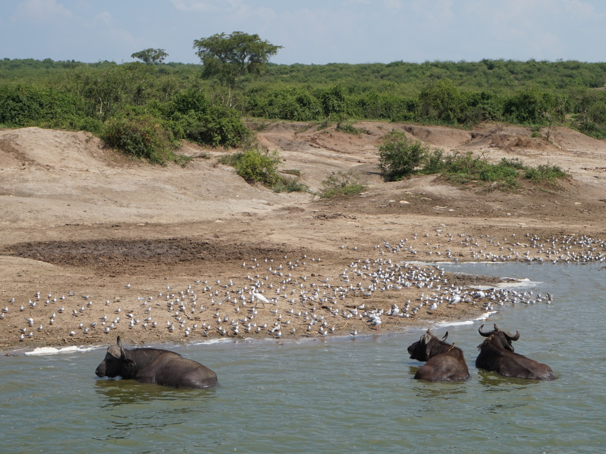 Waterkant in Queen Elizabeth National Park, Oeganda - Undiscovered.nl
