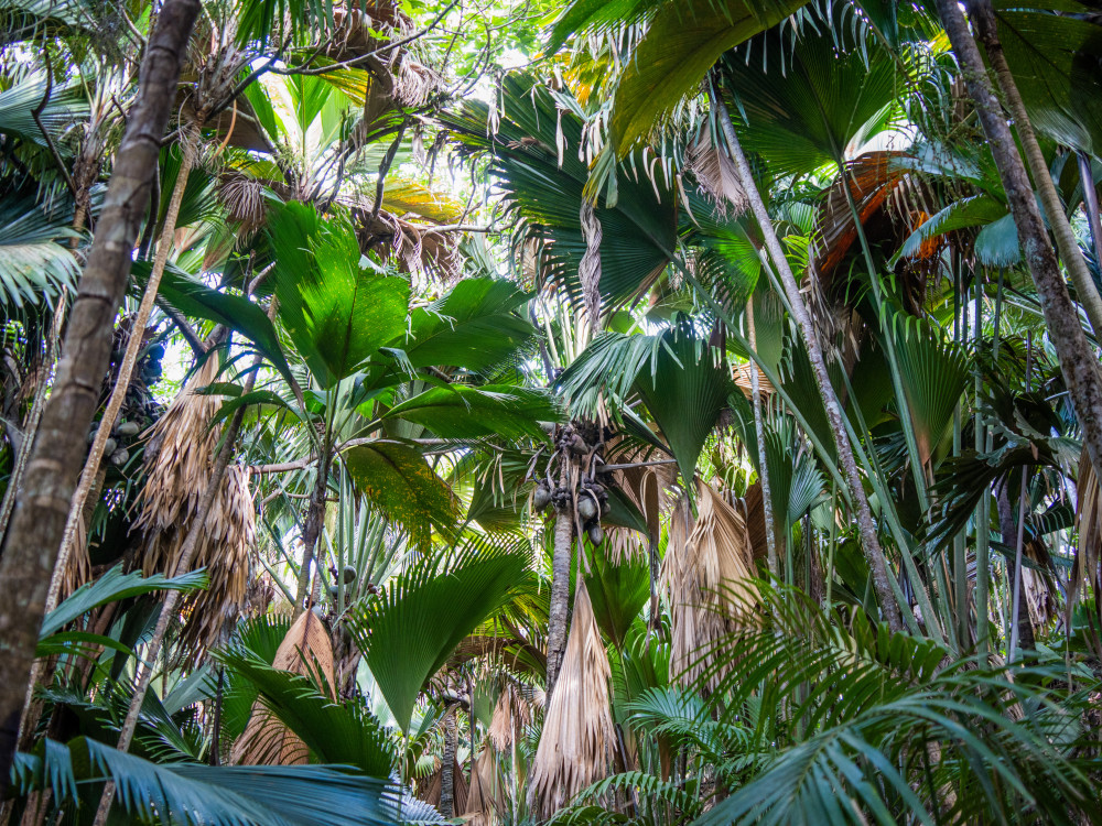 Vallee de Mai Praslin Seychellen - Undiscovered.nl