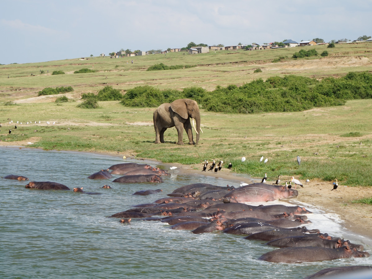 Wildlife in Queen Elizabeth National Park, Oeganda - Undiscovered.nl