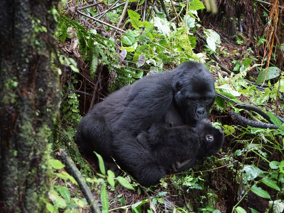 Gorilla in Impenetrable National Park Oeganda - Undiscovered.nl