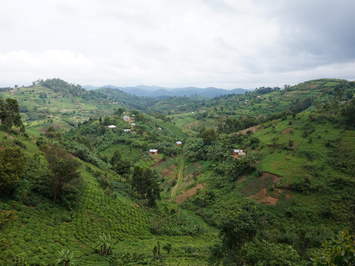 Bwindi Impenetrable National Park - Undiscovered.nl