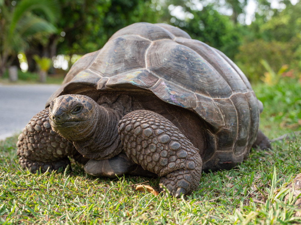 La Digue Seychellen - Undiscovered.nl