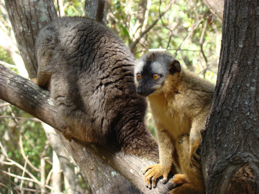 Aapje in boom - Undiscovered.nl