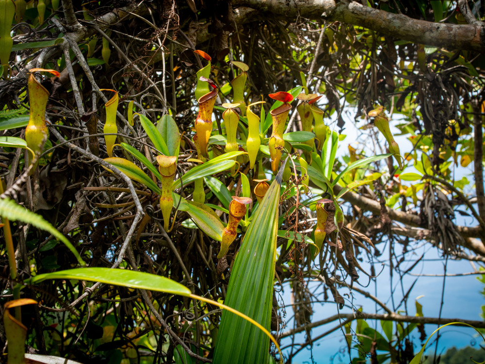 Morne Seychellois National Park Mahé Seychellen - Undiscovered.nl