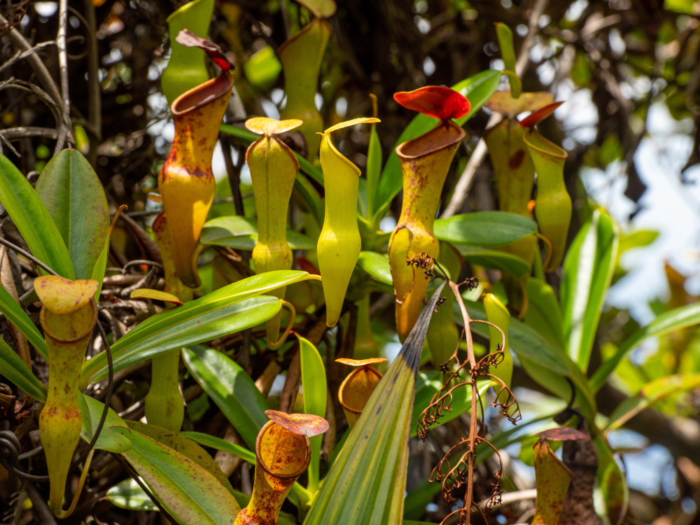 Morne Blanc Mahé Seychellen - Undiscovered.nl