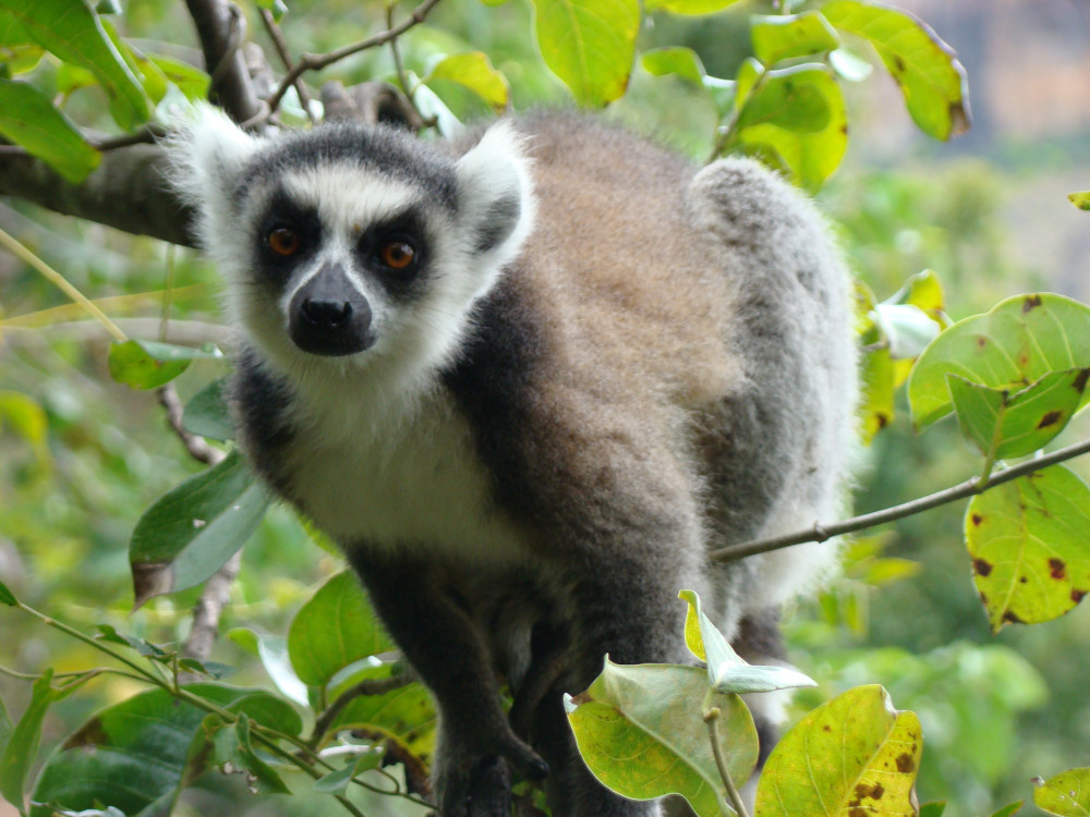 Lemur in een boom, Madagascar - Undiscovered.nl