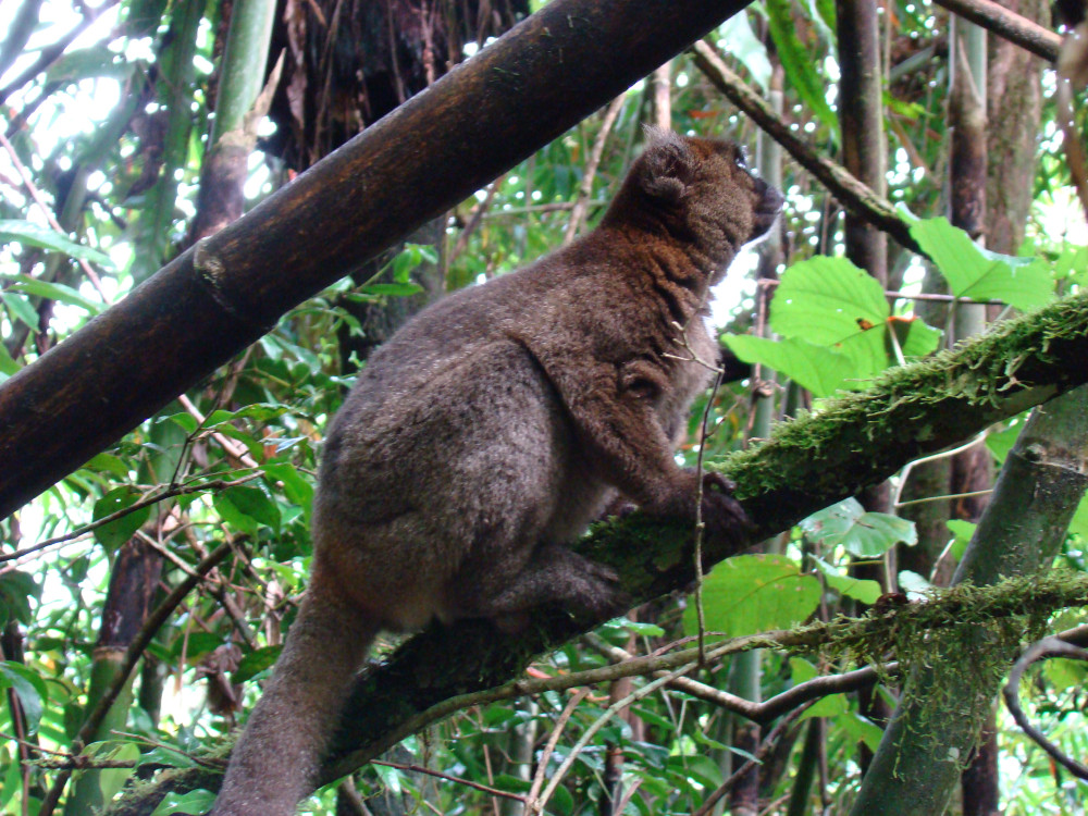 Aapje bij Ranomafana National Park, Madagascar - Undiscovered.nl